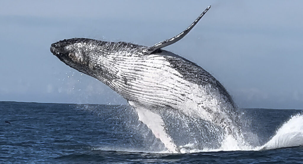 Imagem 4 Knysna Site Eu Mundo Artigo Rota Jardim com crianças