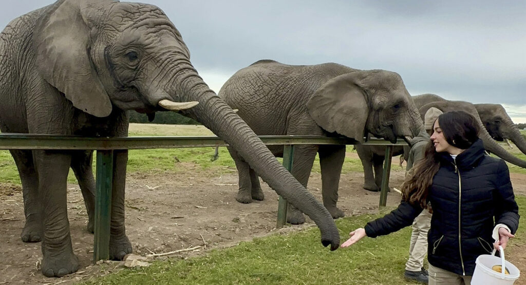 Imagem 8 Knysna Elephant Park Site Eu Mundo Artigo Rota Jardim com crianças