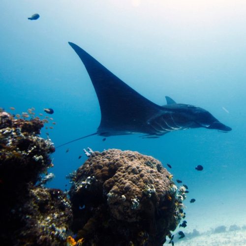 Unesco reconhece 26 novas reservas da biosfera na Indonésia, na Islândia e em Angola