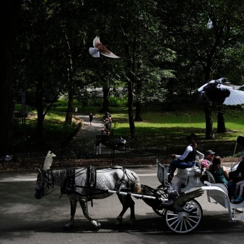 Nova York quer proibir passeios de carruagem no Central Park após morte de adolescente