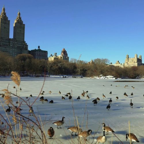 5 lugares parecidos com os EUA para quem quer evitar viajar para o país sob o governo Trump