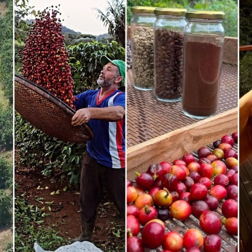 Do grão à experiência: como o Caparaó transforma café em produto turístico e amplia o potencial do Sul do ES